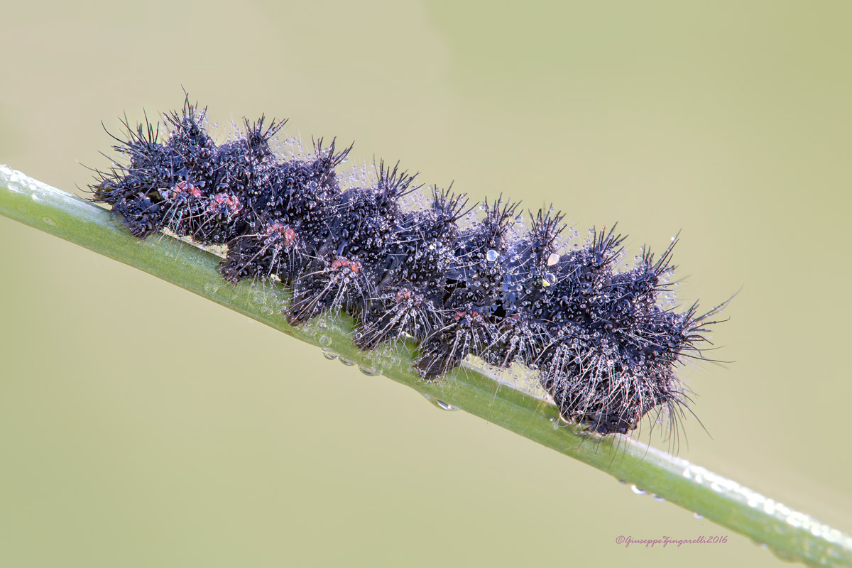 Saturnia (Eudia) pavoniella